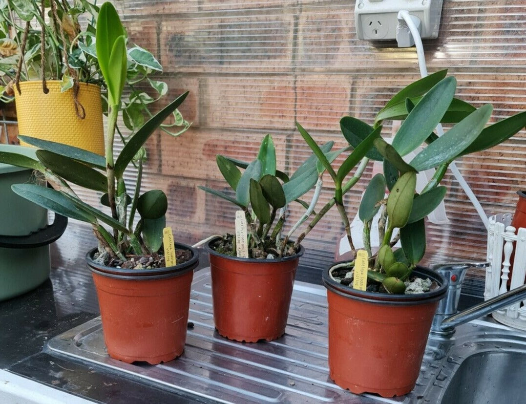 Cattleya loddigesii Aranda X Sibling