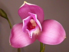 Lyc. Jean Tolliday Kendolie x Angulocaste Red Jade