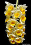 Dendrobium guibertii (Advanced Flowering Size)