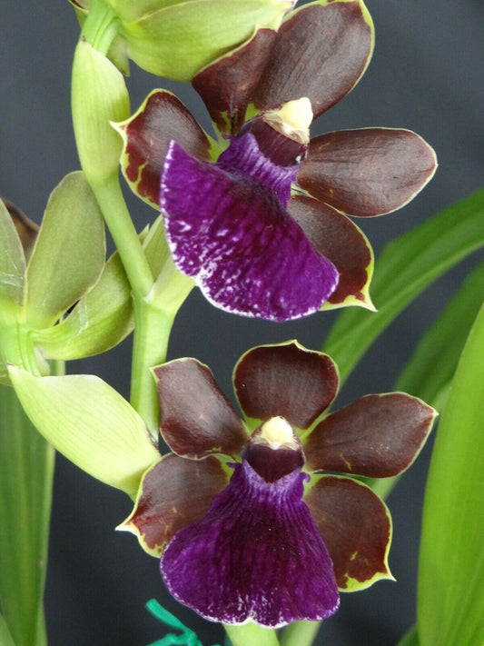 Zga. Explosive Charm X Zga. Midnight Oil