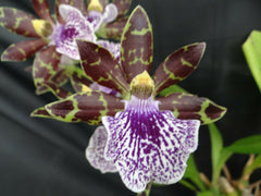 Zga. Explosive Charm X Zga. Midnight Oil