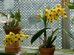 (IN SPIKE NOW)Baptistonia echinata (Mericlone) (Species)