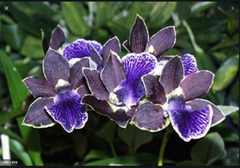 Zygopetalum Artur Elle X  (Unusal Variety)