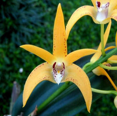 Dendrobium Cosmic Gold (Avril's Gold Pumpkin Pie X Spec. Yellow)