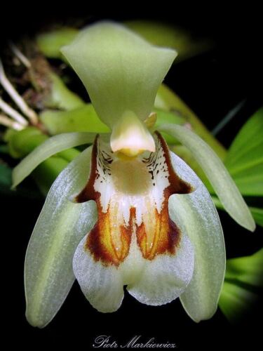 Coel. Ovalis x Coel. Assamica