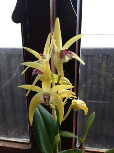 Dendrobium Cosmic Gold (Avril's Gold Pumpkin Pie X Spec. Yellow)