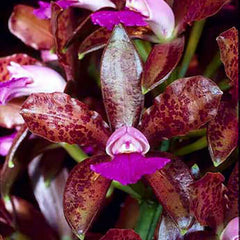 Cattleya Tigrina Products