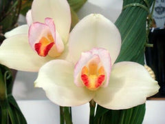 Lyc. Rakuhoku x Lyc. Jean Tolliday Kendolie