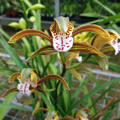 (Cymbidium. Arachnid) Cym. Erythraeum 'Paradise' x Cym. Death Wish 'Withering Glance'
