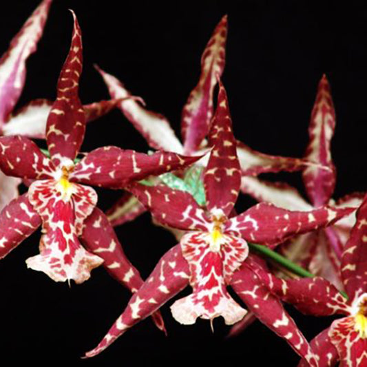 Sanderara Black Star ‘Pacific Red Star’