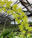 Grammatophyllum scriptum var. alba