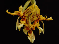 Fragrant Stanhopea Shuttleworthii