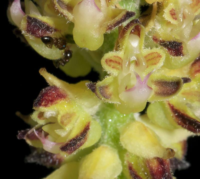 Cleisomeria Lanatum Products