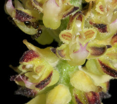 Cleisomeria Lanatum Products