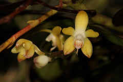 Diplopanda Lollygobble Blissbomb= (Diploprora Championii X Vanda Cristata)