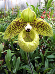 Paph. malipoense x self (VERY RARE FRAGRANT SPECIES FROM CHINA)