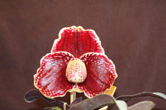 Paph godefroyae 'Red' x Paph rothschildianum 'Red King' (RARE HARD TO FIND)