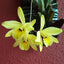 TOP Flask - Laelia rubescens aurea x sib