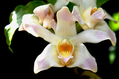 Chysis Delores Garcia (Bractescens x aurea)