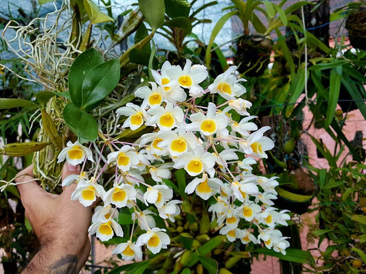 Fragrant Species Dendrobium Palpebrae