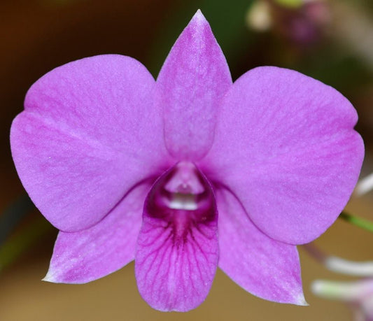Den. Bigibbum ‘Ronander’ x Den. Bigibbum ‘Sunset’