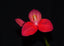 Disa uniflora x unitrikew FLASK/TC