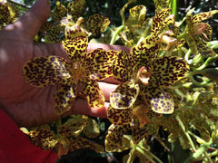 Grammatocymbidium Indrajit x Cymbidium Little Black Sambo