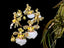 Trichocentrum jonesianum (Species from Brazil)