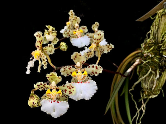 Trichocentrum jonesianum (Species from Brazil)