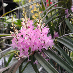IN SPIKE NOW  Vanda christensoniana (SPECIES FROM Vietnam)