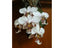 Phalaenopsis Stuartiana tipo x sib (Fragrant )