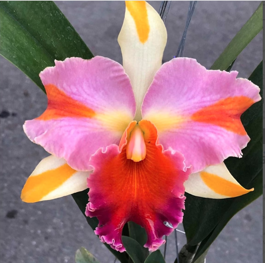 Rlc. Amazing Thailand Rainbow (Beautiful Multicoloured )
