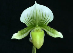 Paph. Hsinying Lime X Hsinying Citron Chin Hua Giant X Hsinying Dragon 'Double Trouble'