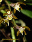 (Having Flower Buds) Plectarhiza Tridentata (Fragrant Species)
