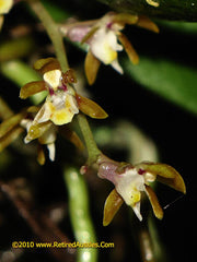 (Having Flower Buds) Plectarhiza Tridentata (Fragrant Species)