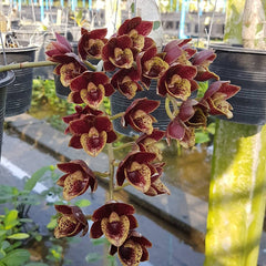 Fdk. Sunset Ridge 'Baker's wine Sunset' AM/ AOS