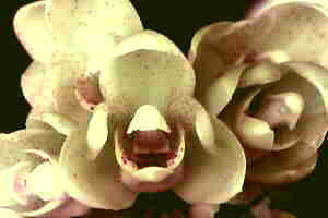 Acineta Chrysantha ( Fragrant Species)