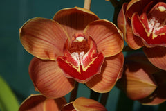 Cymbidium Red Treasure 'Orange Crush'