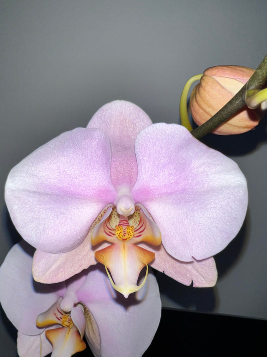 Phalaenopsis Hypnotic Potion (IN BLOOM NOW MERICLONE)