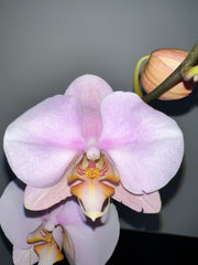 Phalaenopsis Hypnotic Potion (IN BLOOM NOW MERICLONE)