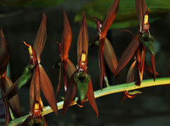 ( In Spike Now) Mormodia Painted Desert' SVO' HCC/AOS X Catasetum Callosum 'Black Lip' AM/AOS