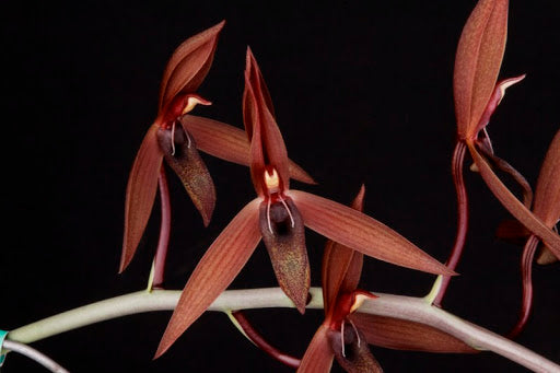 ( In Spike Now) Mormodia Painted Desert' SVO' HCC/AOS X Catasetum Callosum 'Black Lip' AM/AOS