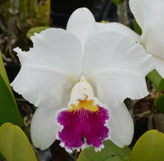 Lc.Mildred Rives Orchid Library