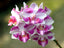 Vandaenopsis Miss Joaquim X Pulcherrima (IN SPIKE NOW)