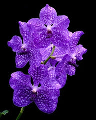 PACK OF 8 VANDA HYBRID SEEDLINGS