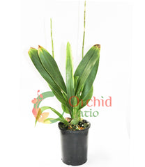 Wilsonara Hilo Firecracker ‘Sangria’