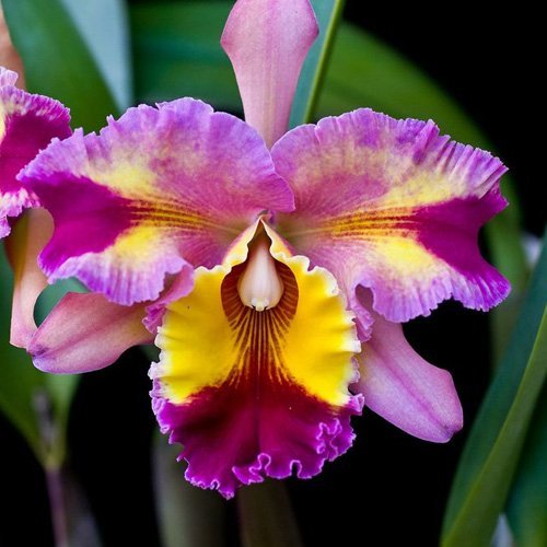 Blc. Hawaiian Lightning Fiesta ( Fragrant )