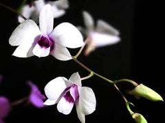 Den. Lasianthera x bigibbum var. compactum