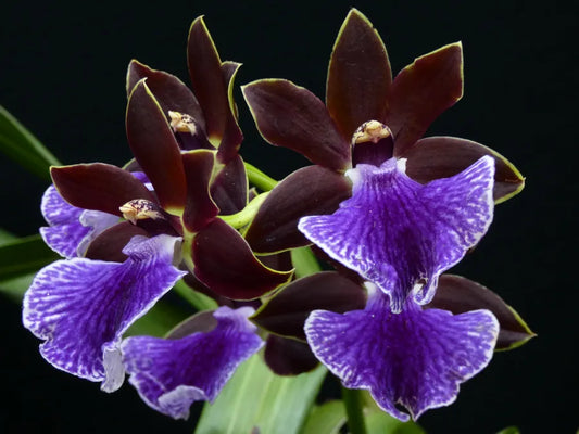 Zygopetalu Pimpala X Adelaide Meadows X Titanic