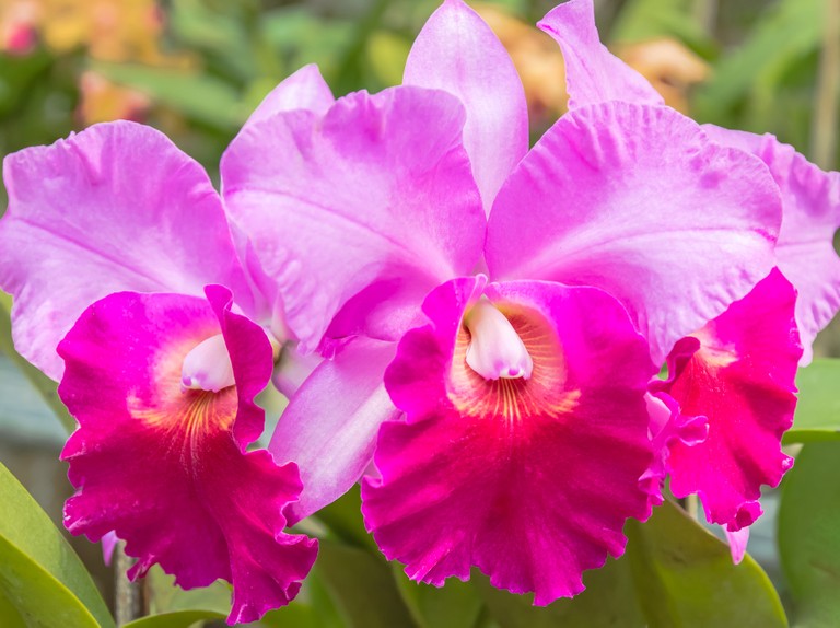 Cattleya Care Guide